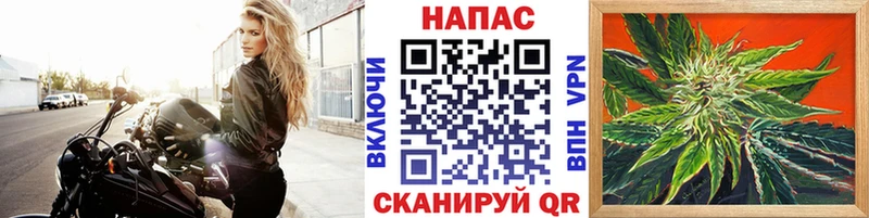 Купить  Малгобек  Каннабис семена 